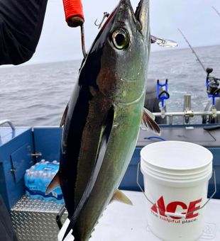 Hook of the day!