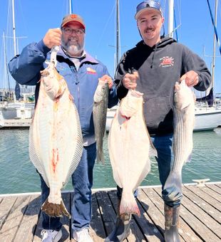 Big halibut and striped bass action!