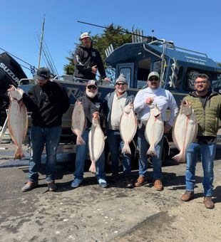 Six beautiful California flounder from Sacramento waters!