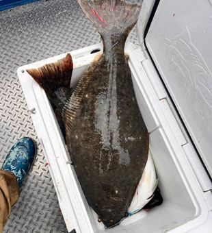 Massive halibut iced down!