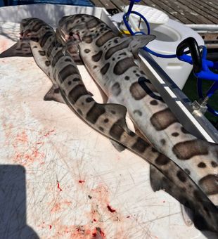 Spotted leopard sharks on deck!
