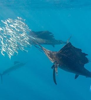 Sailfish in Kendall, FL