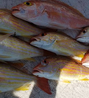 Beautiful lane and silk snapper from Miami Beach waters!