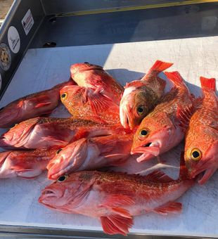 Beautiful vermilion rockfish haul from Miami Beach waters!