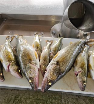 Walleye hunting, Lake Erie adventures