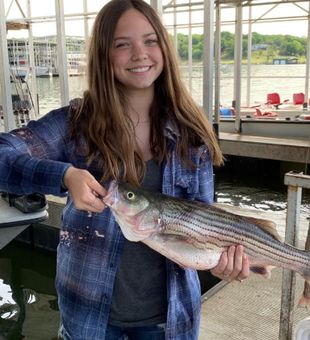 Striper Bass from Lake Texoma