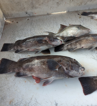 Hook your Ocean City fishing adventure