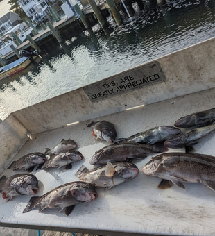 Experience Ocean City's finest Triggerfish!