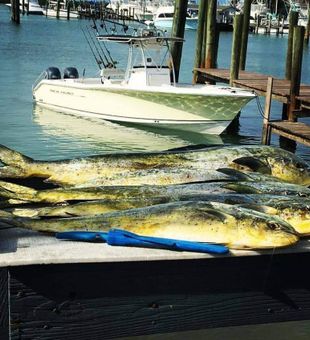 Fort Pierce, Florida's Mahi Mahi