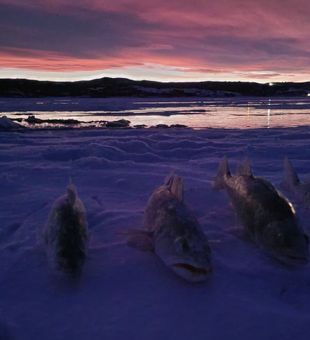 Cast your dreams: Fish in Missouri River! 