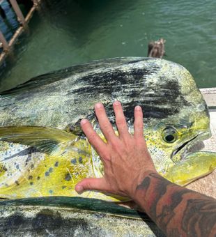 Massive mahi mahi landed in West Palm Beach!