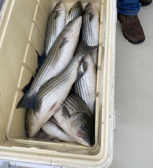 Four Virginia striped bass in the cooler!