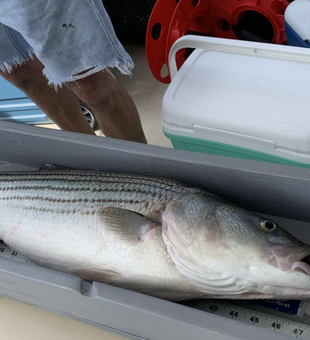 Explore Virginia's Striper Fishing Paradise