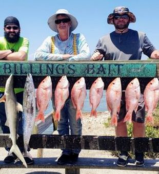 Loaded catch of Snapper, Mackerel, and Shark!