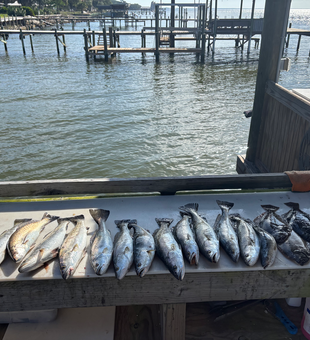 Seven Gulf Shores speckled trout ready for the cooler!