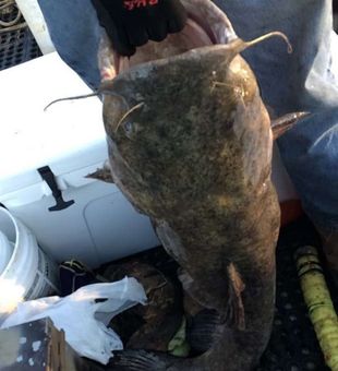 Monster Catfish! Fishing Trip in Warrior Lake