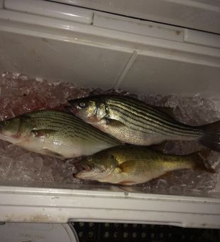 Fishing Bass in Black Warrior River