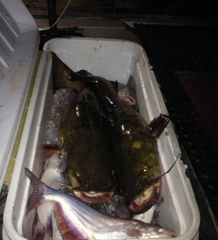 Catfish Fishing in Warrior River!