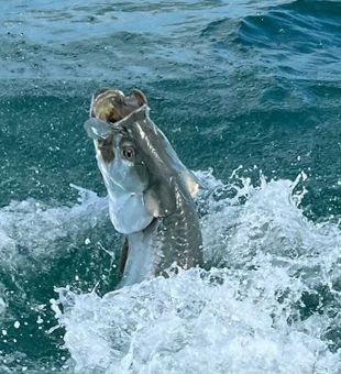 Spring tarpon fishing! 