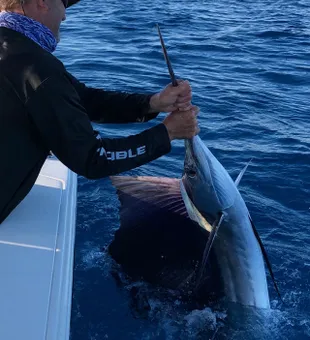 Sail Fishn' on Islamorada