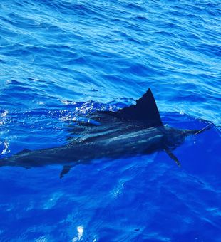 Great winter sailfish off islamorada 