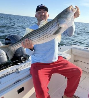 Striped Bass Reeled In! - Dennis, MA.