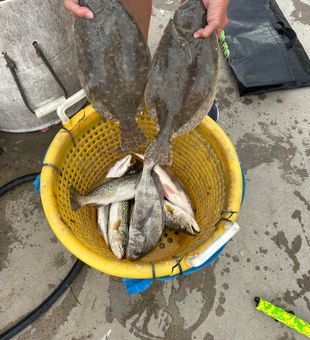 Flounder and speckled trout haul—solid!
