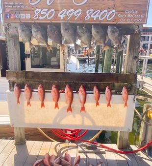 Huge haul from Destin fishing charters!