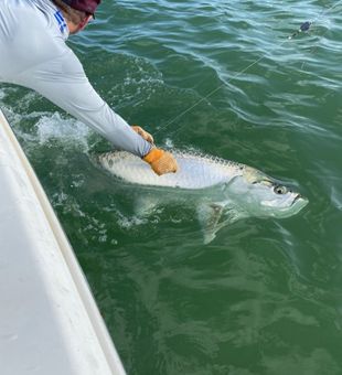 Tarpon On! - Islamorada, FL.