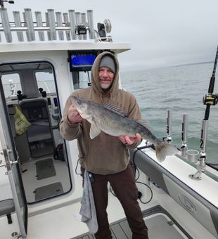Walleye hitting steady
