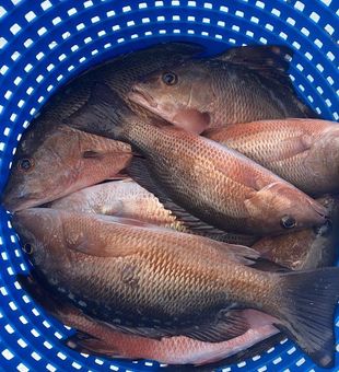 A Bucket of Mangrove Snapper Fish, FL