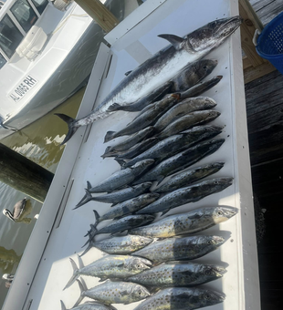 Spanish Mackerel and Pacific Sierra from Fort Morgan waters!