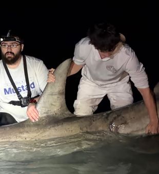 Monster shark landed in Sanibel waters!