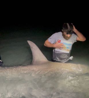 Monster shark landed in Sanibel waters!