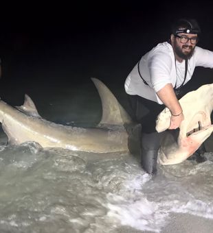 Epic shark landed in Sanibel waters!