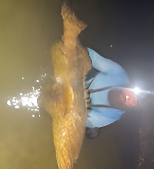 Professional shark fishing setup Sanibel FL