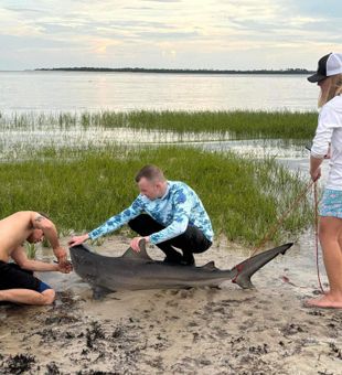 Teamwork with a giant bull shark!