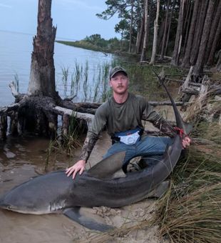 Huge bull shark catch!