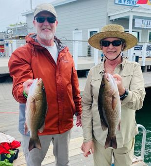 Mangrove Snapper Fish From Islamorada, FL