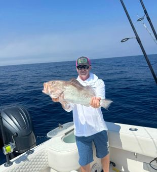 Scamp Grouper -Nokomis, FL.