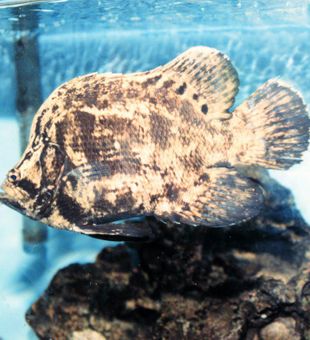 Tripletail Season -Nokomis, FL.