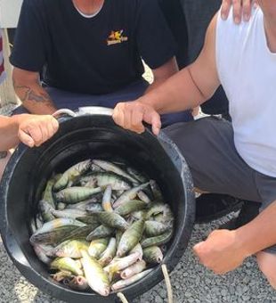 Port Clinton Fishing Excursions, Fishing Perch