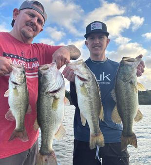 Four quality bass from Madisonville TX waters!