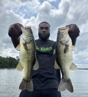 Strong largemouths!