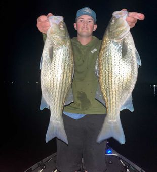 Double striped bass success in Willis TX!