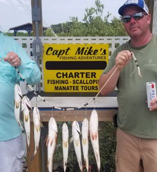 Solid charter fishing haul of whiting catch