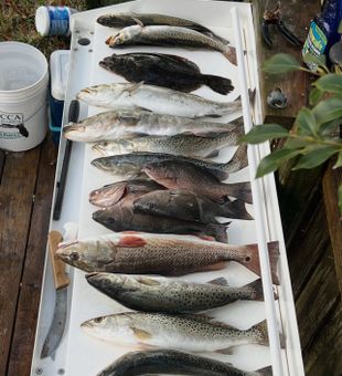 Mixed bag of speckled trout and redfish from Spring Hill!