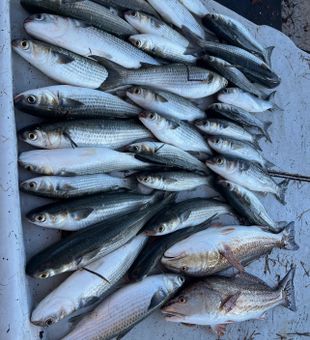 Spring Hill redfish and mullet filling up the cooler!