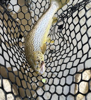 Drifting into an afternoon bite on the water!