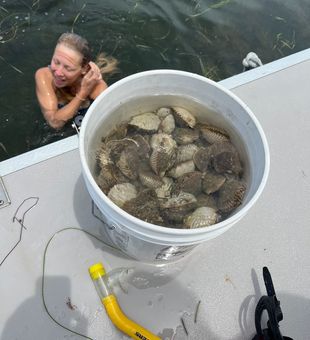 From Sea to Plate: Scallop Adventures in Florida!